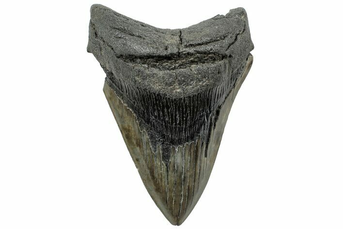 Fossil Megalodon Tooth - South Carolina #307549